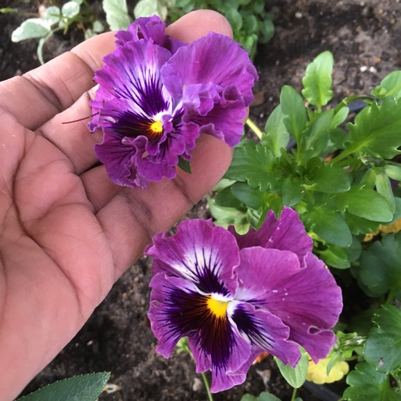 Meet your Posher, Florence - Picture 4 of 5